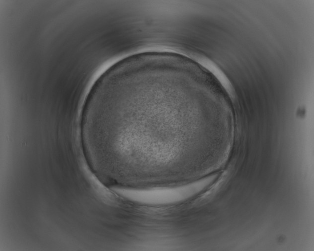 X0000094941004200712131555