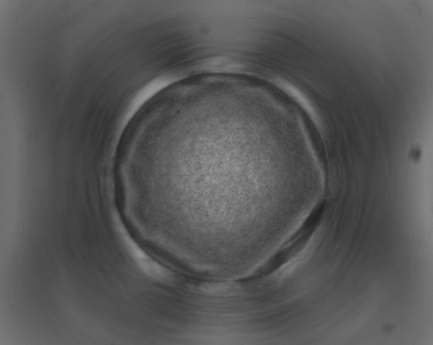 X0000094941434200712131550