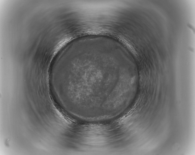 X0000094940626200712201115