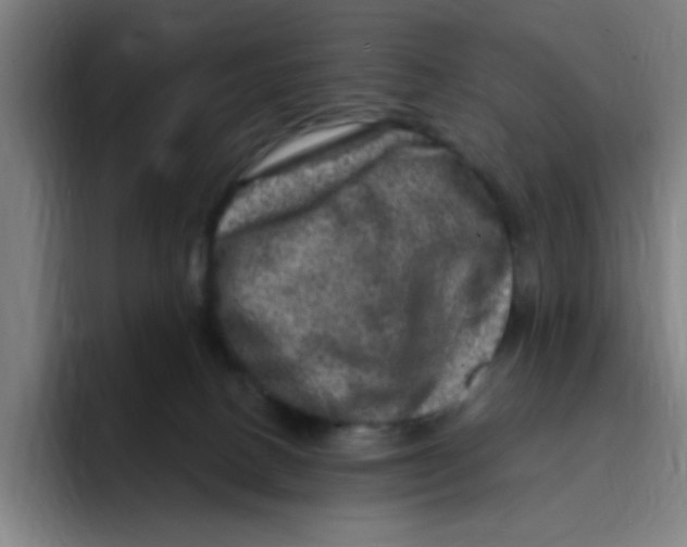 X0000094940082200712271621