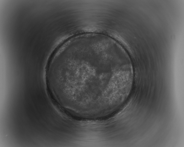 X0000094940626200712271613