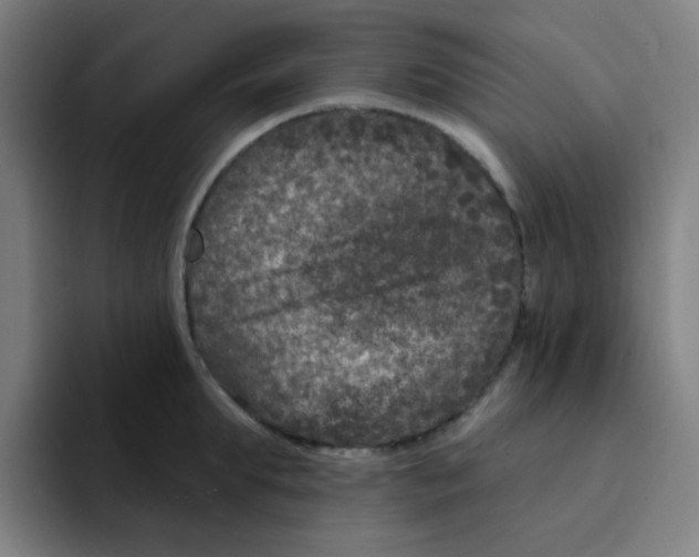 X0000094940903200712271610