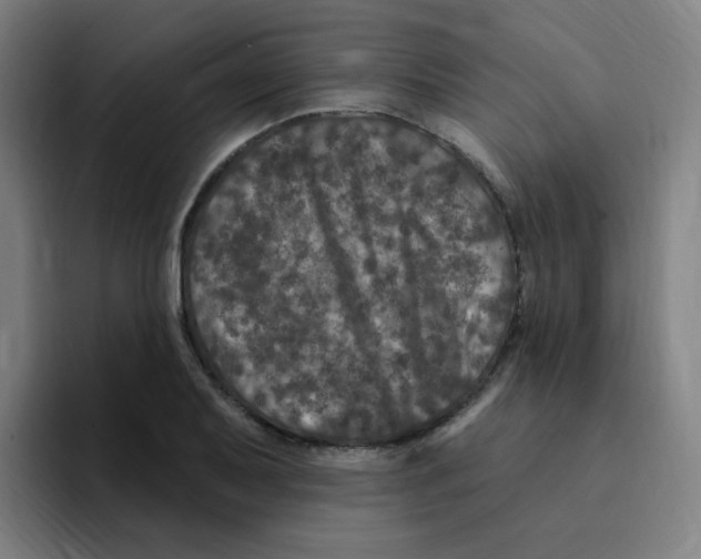 X0000094941079200712271608