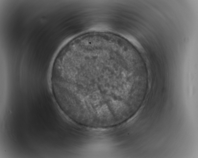 X0000094941248200712271606