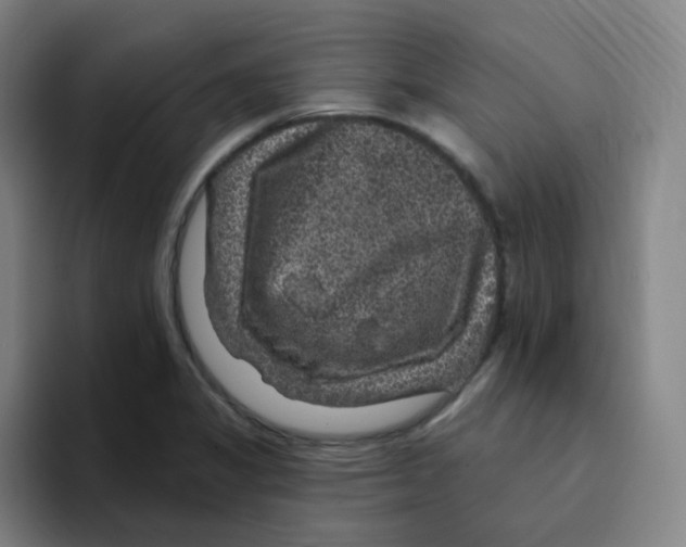 X0000094941325200712271605
