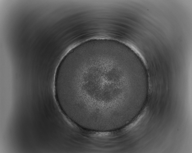 X0000094950845200712061250