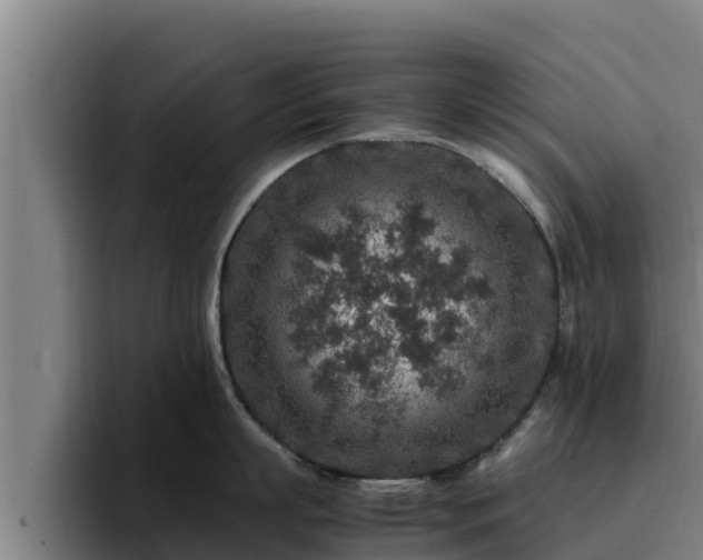 X0000094950863200712061250