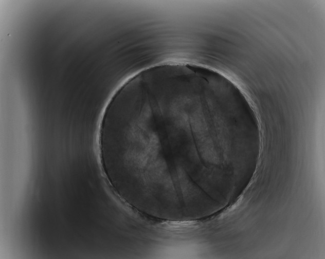 X0000094950864200712061250