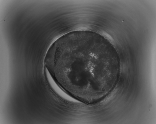 X0000094951226200712061245