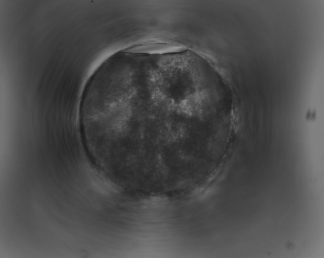 X0000094950196200712131630