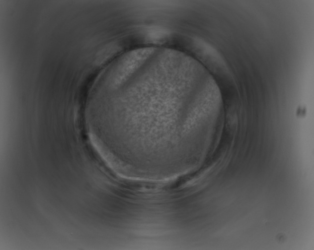 X0000094950270200712131629