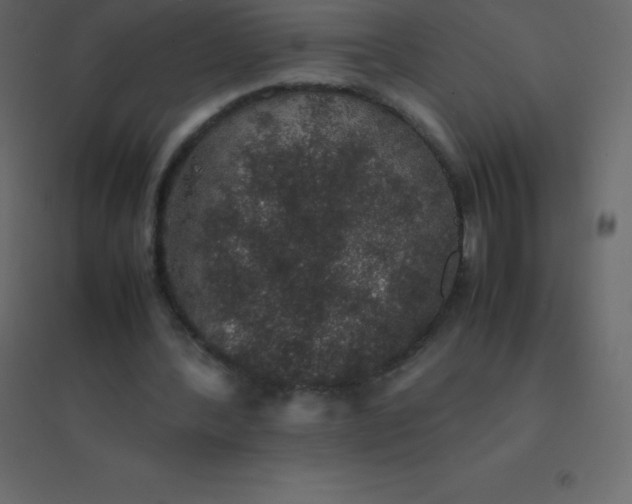 X0000094950388200712131627