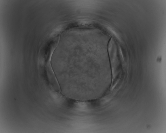 X0000094950417200712131626