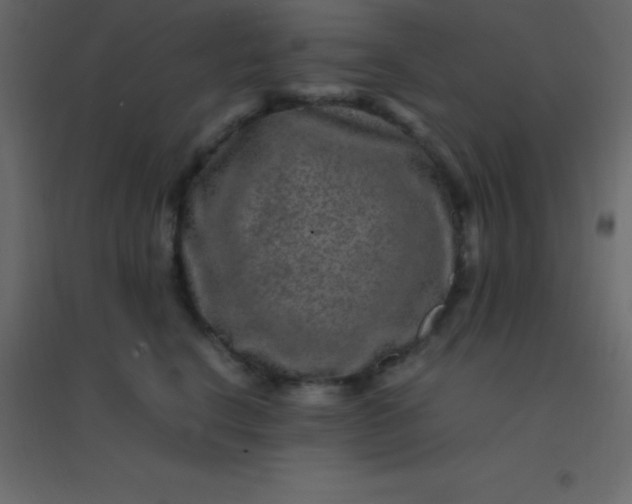 X0000094950664200712131623