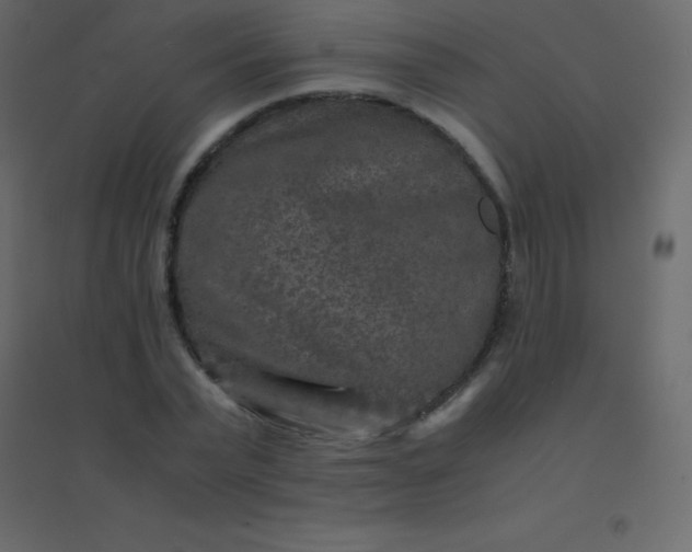 X0000094950783200712131621