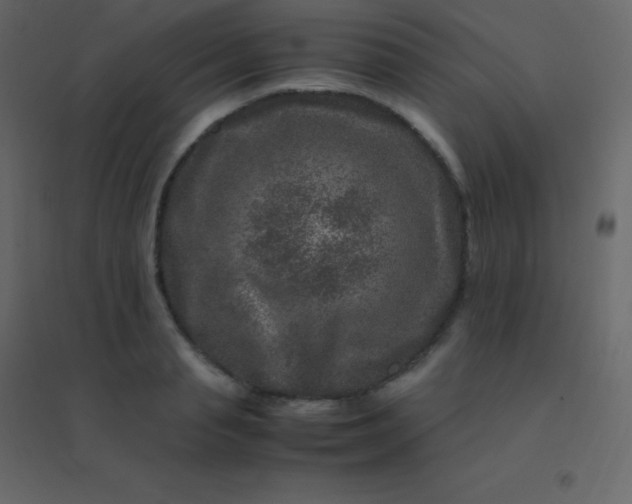 X0000094950845200712131620