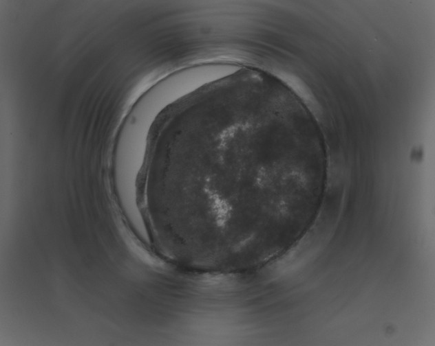 X0000094950850200712131621