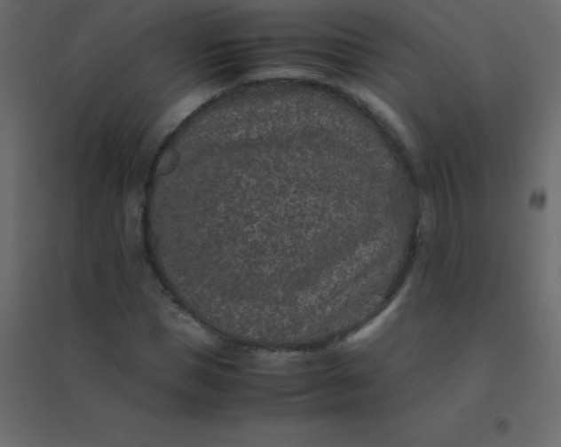 X0000094950921200712131619