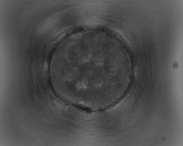 X0000094950964200712131619