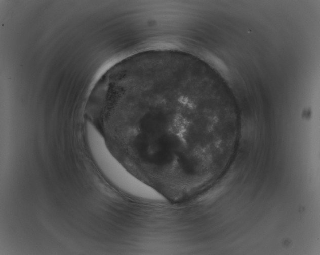 X0000094951226200712131615