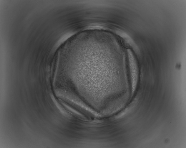 X0000094951233200712131615