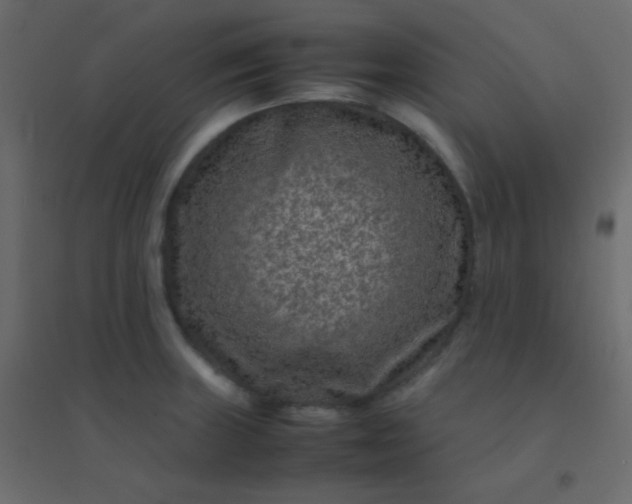 X0000094951235200712131615