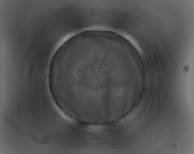 X0000094951237200712131615