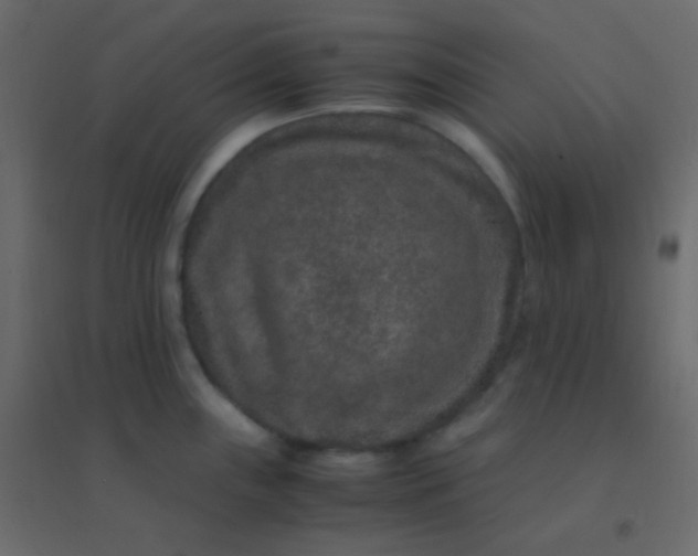 X0000094951243200712131615