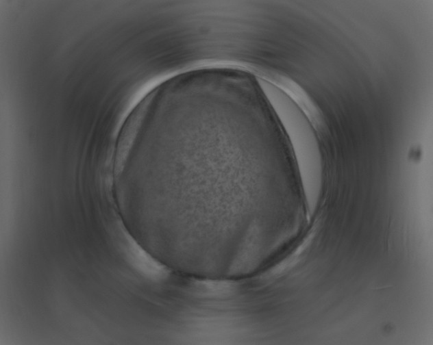 X0000094951244200712131615