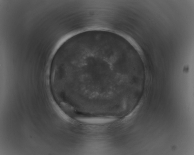 X0000094951246200712131615