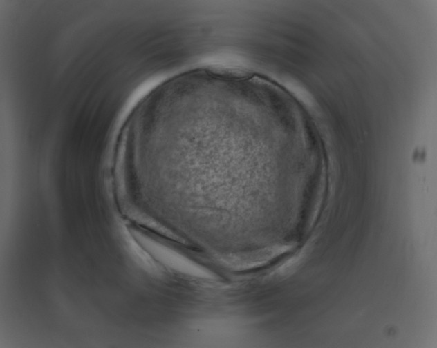 X0000094951248200712131615