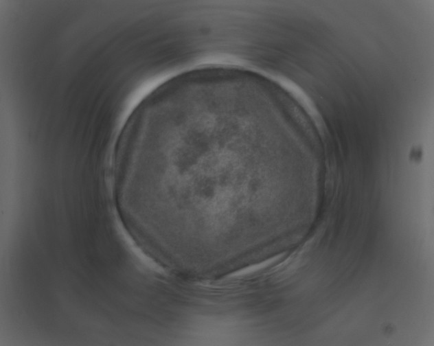 X0000094951295200712131614