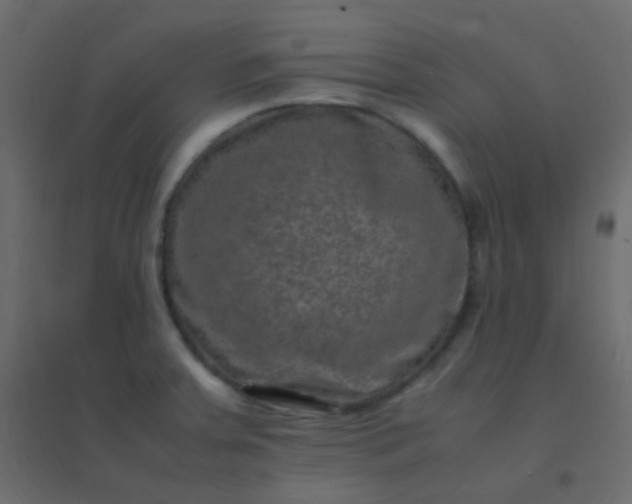 X0000094951379200712131613