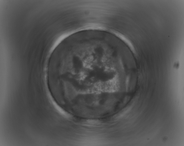 X0000094951383200712131613