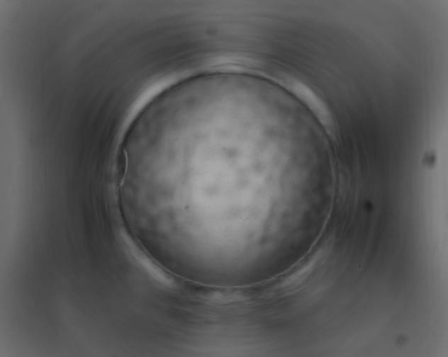 X0000094951384200712131613