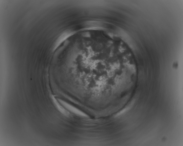 X0000094951425200712131612