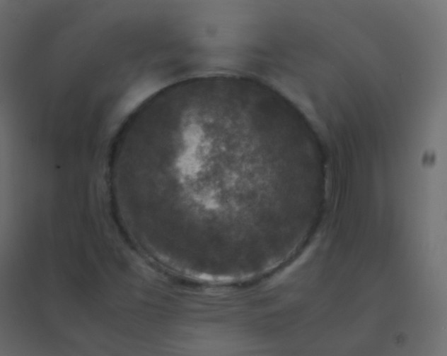 X0000094951453200712131612