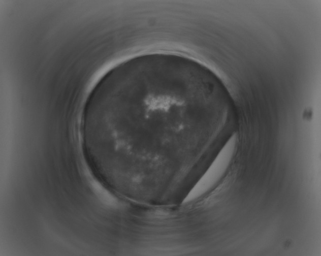 X0000094951515200712131611