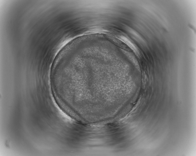 X0000094951055200712201133