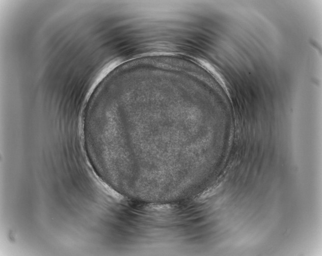 X0000094951243200712201130