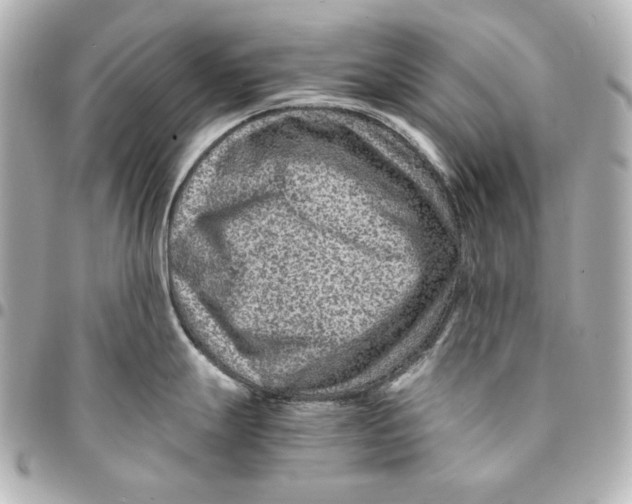 X0000094951247200712201130