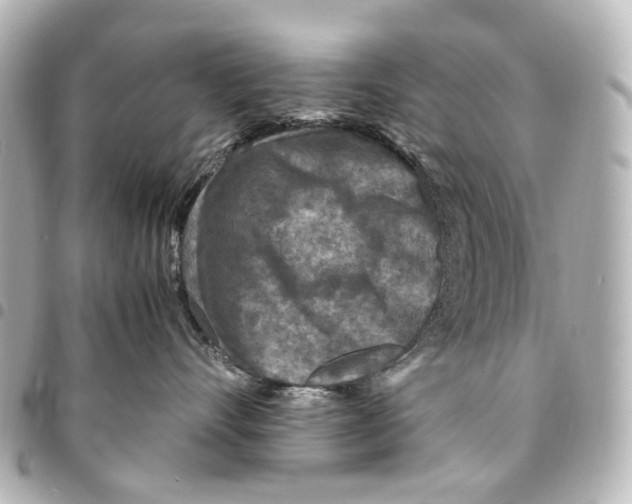 X0000094950528200712271700