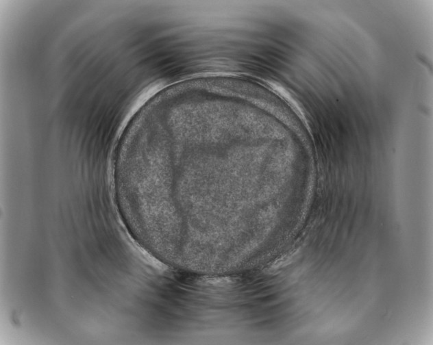 X0000094951243200712271650