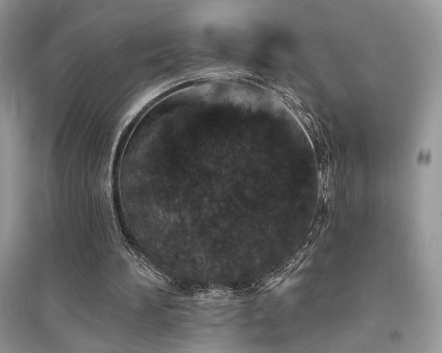 X0000094960196200711291448