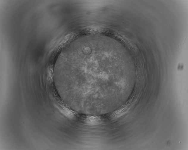 X0000094960240200711291447