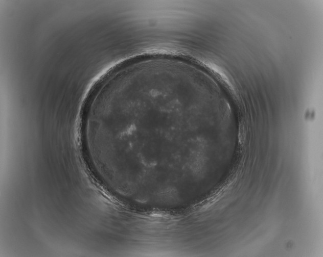 X0000094960388200711291445