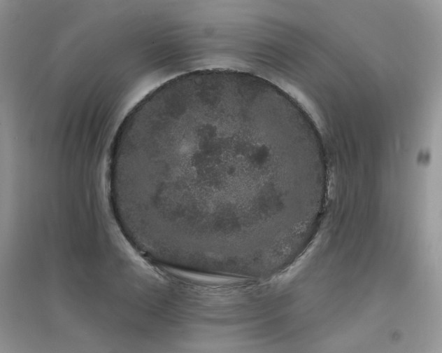 X0000094960983200711291437
