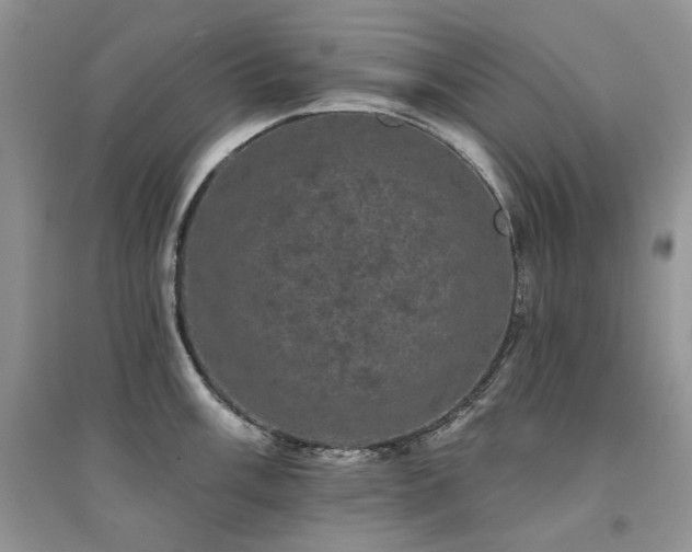 X0000094961003200711291436