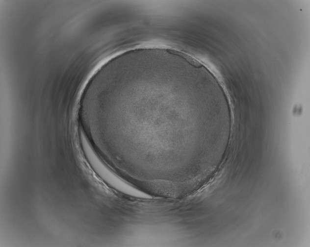 X0000094961008200711291436