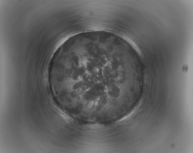 X0000094961023200711291436